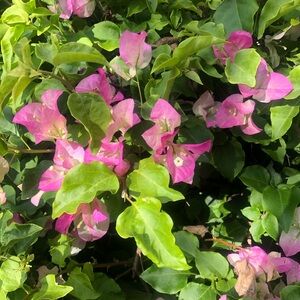 Wisdom - GOOD SELLERS WELCOME FEEDBACK